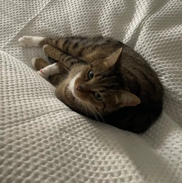 chat lost   77500 Chelles Reese