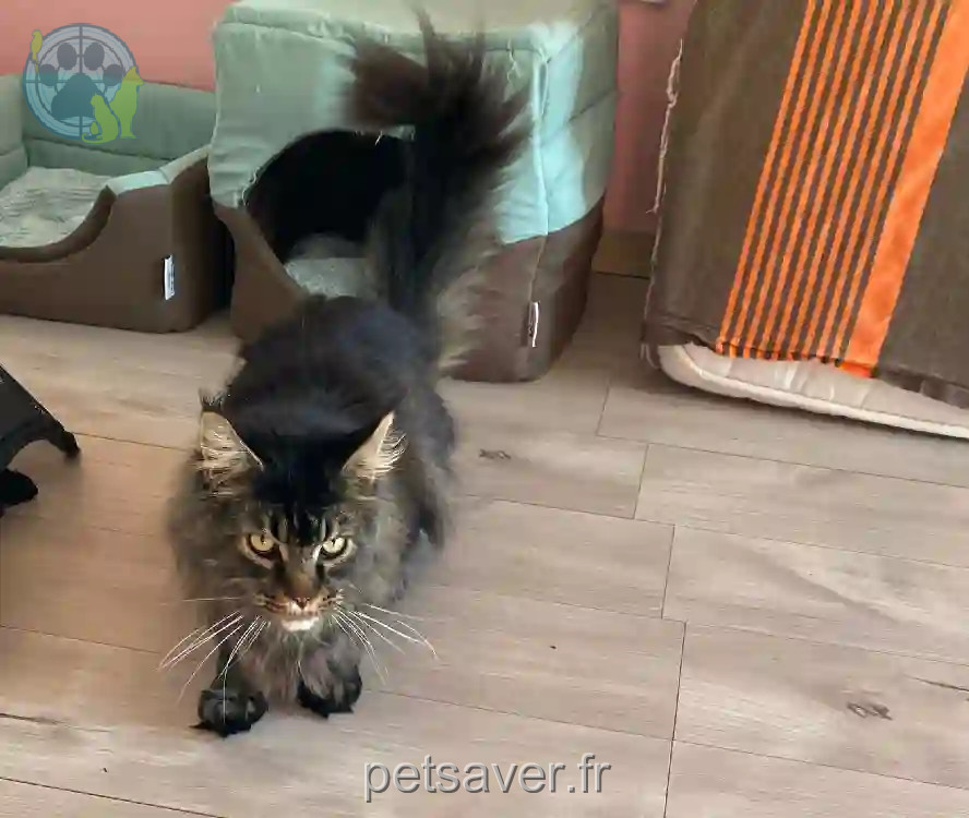 Chat Perdu 77 Seine-et-Marne - Romeo Chat Perdu 77 Seine-et-Marne - Romeo