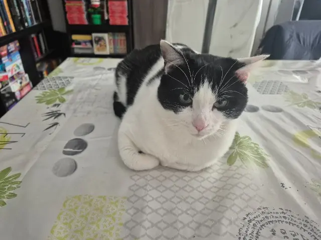 chat lost   77200 Torcy Roméo