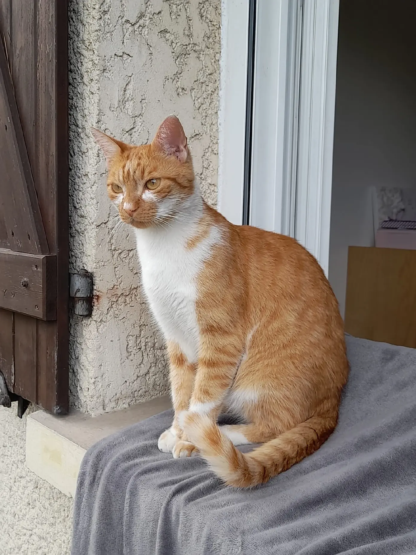 Chat Perdu 77 Seine-et-Marne - Rone Chat Perdu 77 Seine-et-Marne - Rone