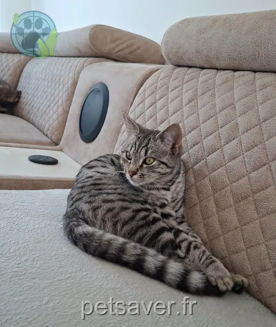 Kater lost   77000 Vaux-le-Pénil Ronî