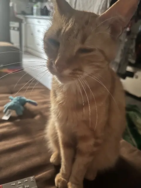 chat lost   77290 Mitry-Mory Rouki