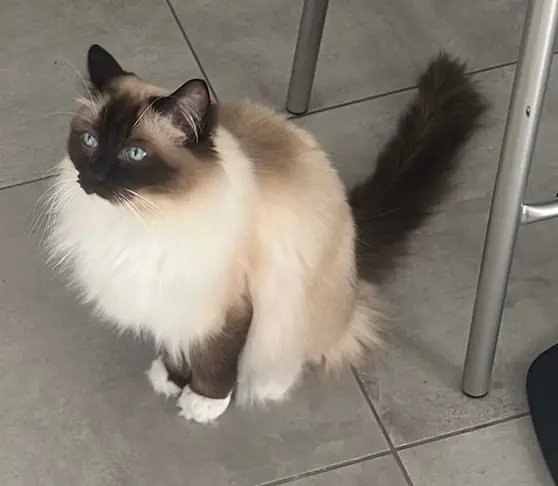 chat lost   77340 Pontault-Combault Ruben