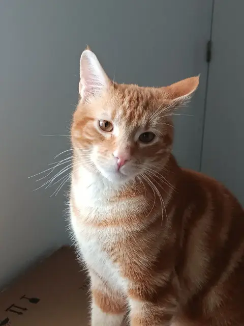 chat lost   77154 Villeneuve-les-Bordes Sacha