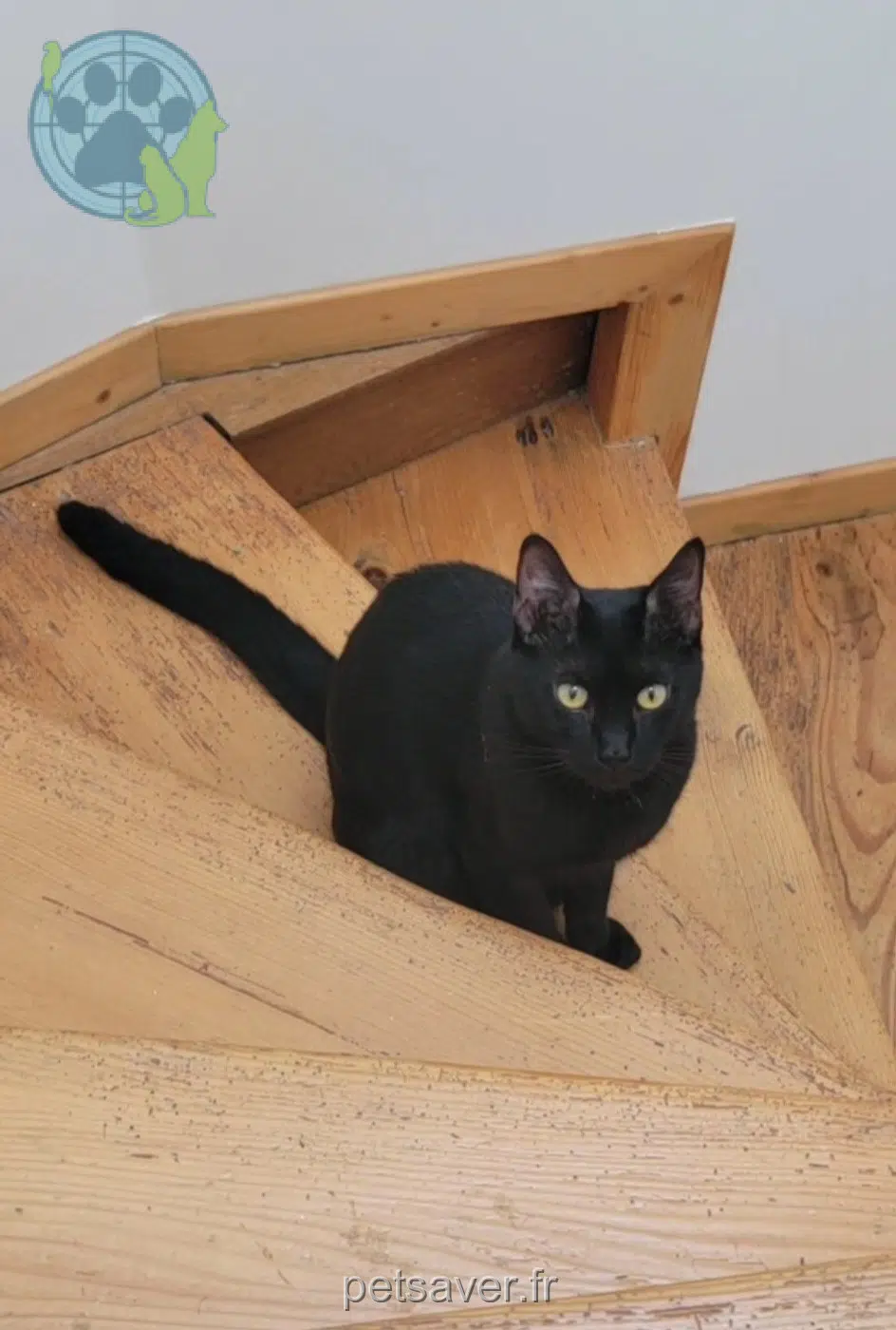 chat lost   77940 Voulx Sacha