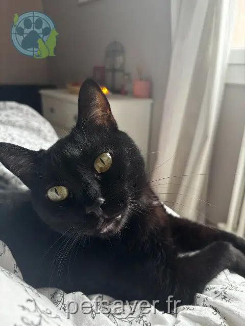 chat lost   77400 Lagny-sur-Marne Salem