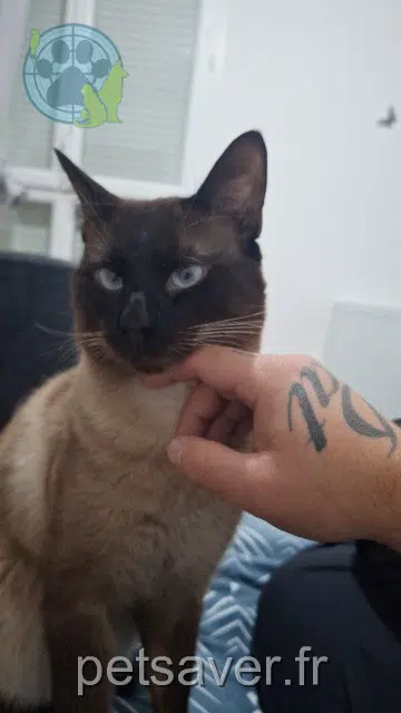 chat lost 77100 Meaux Salto