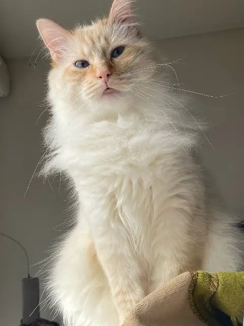 gato perdido 77190 Dammarie-les-Lys Saphir gato lost 77190 Dammarie-les-Lys Saphir