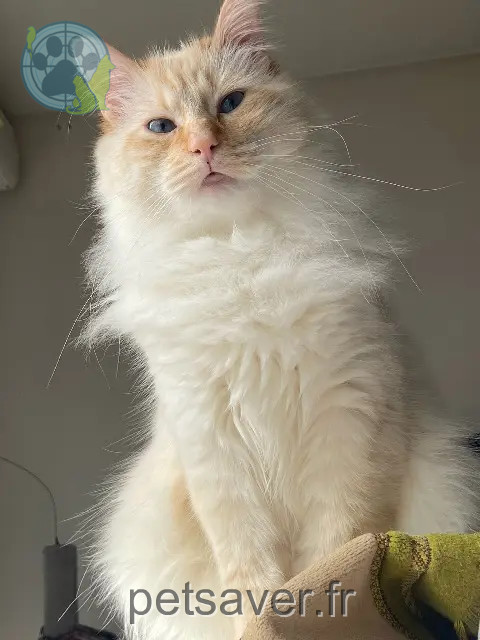 cat lost 77190 Dammarie-les-Lys Saphir cat lost 77190 Dammarie-les-Lys Saphir