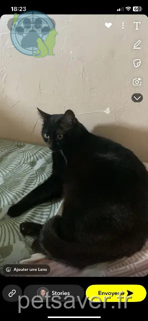 chat perdu 77100 Meaux Sasuké chat lost 77100 Meaux Sasuké