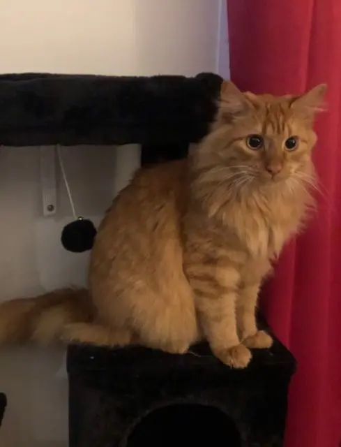 chat lost   77000 La Rochette Sauron