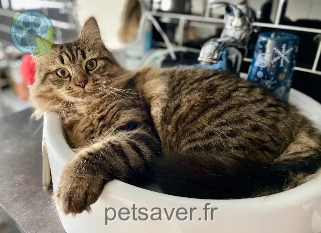 gato perdido 77220 Presles-en-Brie Scotty gato lost 77220 Presles-en-Brie Scotty
