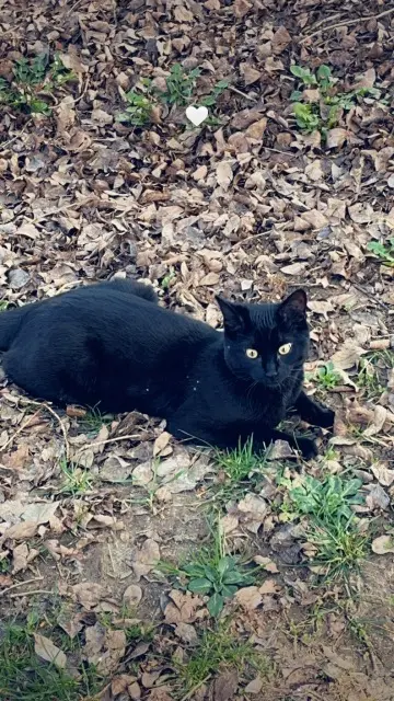 chat lost   77220 Tournan-en-Brie Shadow