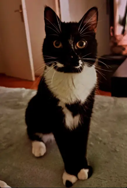 chat lost   77410 Précy-sur-Marne Shadow