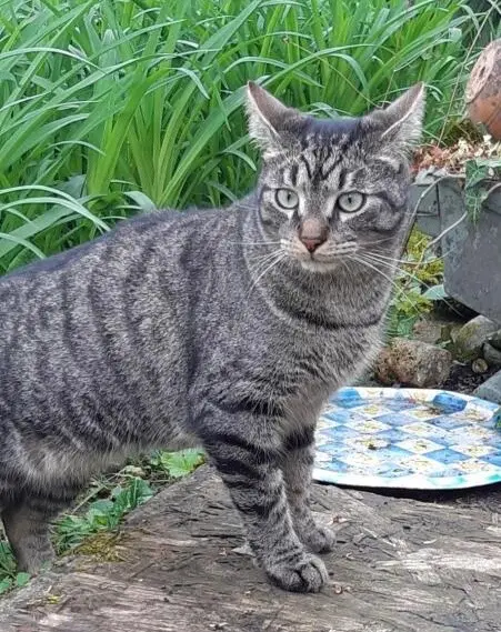 chat lost   77360 Vaires-sur-Marne Shika