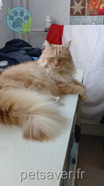 chat lost   77000 Melun Simba