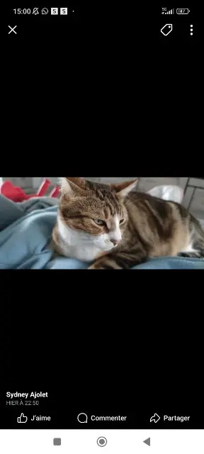 chat lost   77420 Champs-sur-Marne Simba