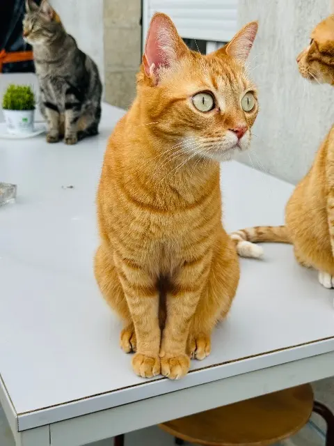 chat lost   77220 Gretz-Armainvilliers Simba