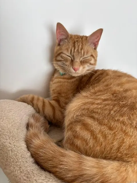 cat lost 77410 Claye-Souilly Simba cat lost 77410 Claye-Souilly Simba
