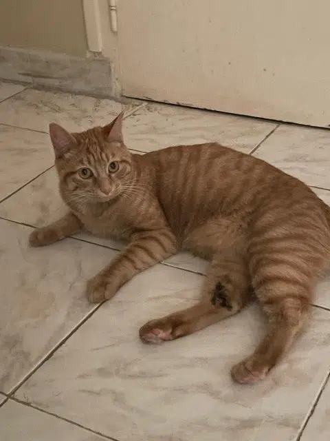 chat perdu 77410 Claye-Souilly Simba chat lost 77410 Claye-Souilly Simba