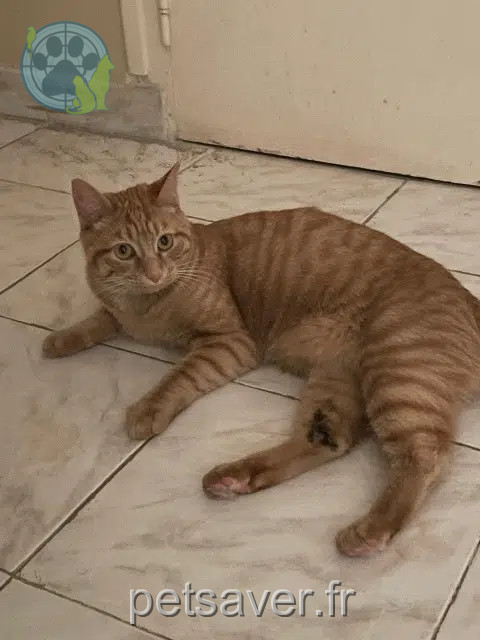 cat lost 77410 Claye-Souilly Simba cat lost 77410 Claye-Souilly Simba