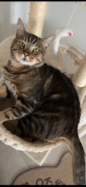 chat lost   77470 Trilport Simba