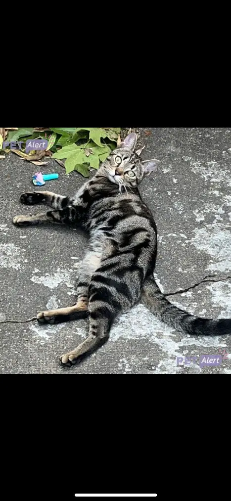 Chat Perdu 77 Seine-et-Marne - Sisu Chat Perdu 77 Seine-et-Marne - Sisu
