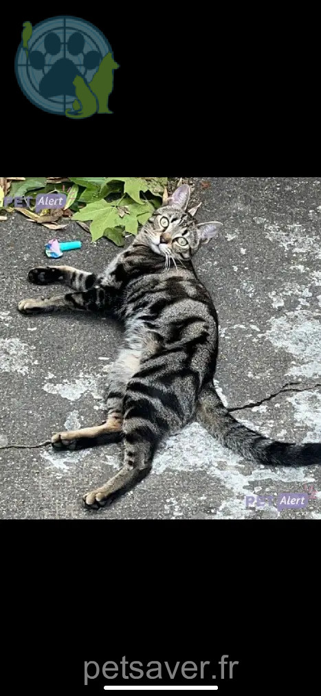 Chat Perdu 77 Seine-et-Marne - Sisu Chat Perdu 77 Seine-et-Marne - Sisu