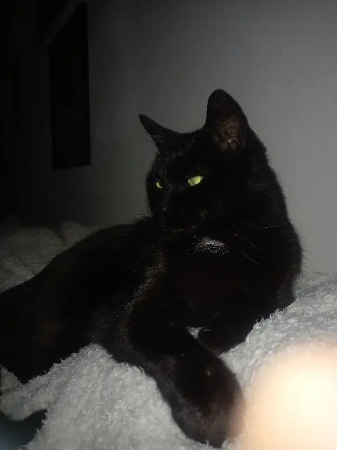 chat lost   77170 Brie-Comte-Robert SKULL