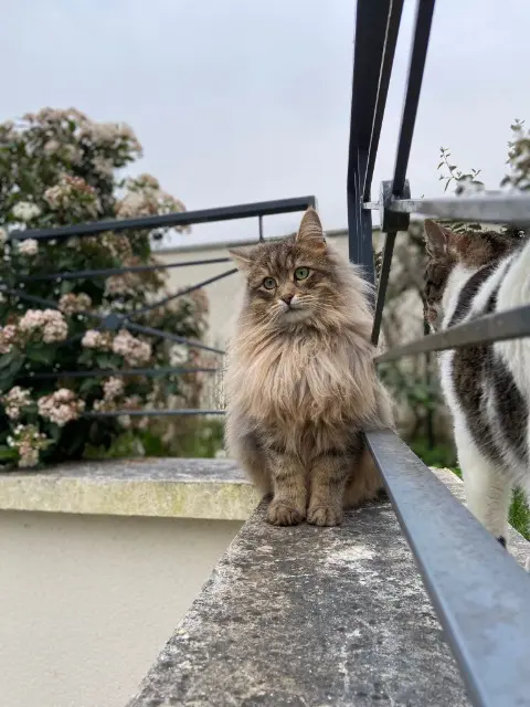 chat lost   77400 Thorigny-sur-Marne Sky