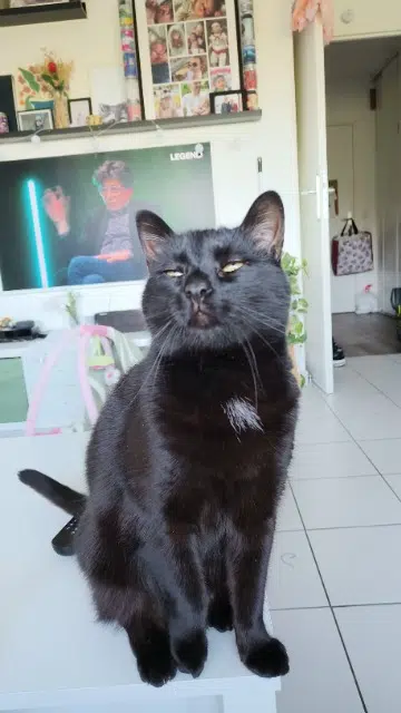 chat lost   77600 Bussy-Saint-Georges Slicky