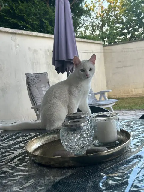 kater vermist 77340 Pontault-Combault Snow kater lost 77340 Pontault-Combault Snow