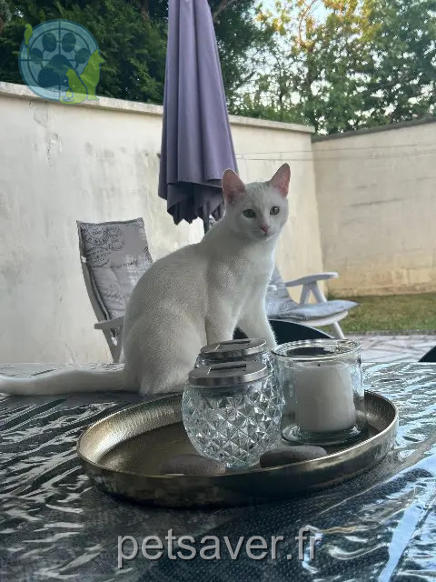 gato perdido 77340 Pontault-Combault Snow gato lost 77340 Pontault-Combault Snow