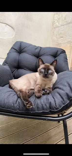kater vermist 77550 Réau Socrate kater lost 77550 Réau Socrate