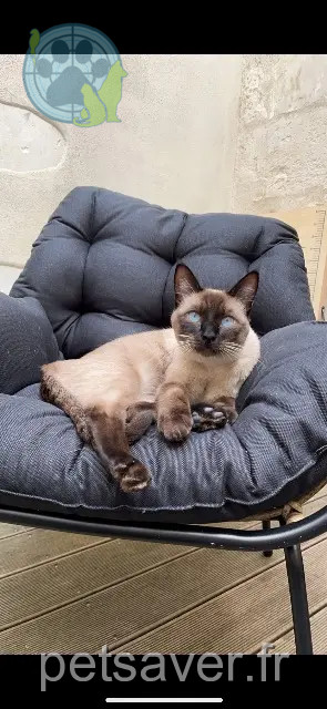gato perdido 77550 Réau Socrate gato lost 77550 Réau Socrate