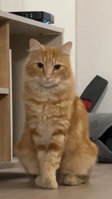 chat lost   77000 Melun Stitch