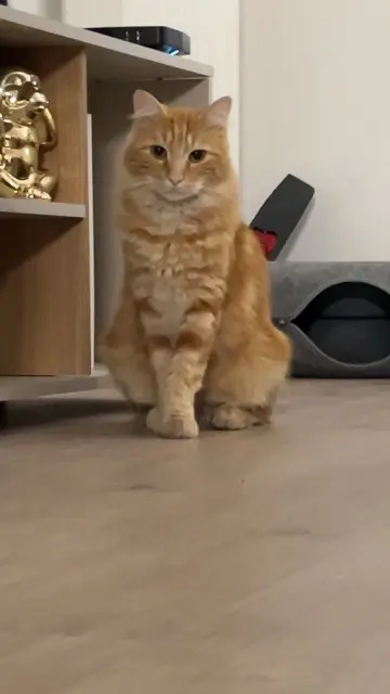 chat lost   77000 Melun Stitch