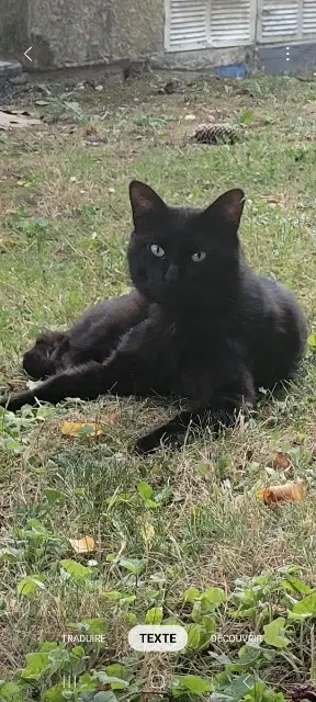 chat lost   77400 Lagny-sur-Marne Styx