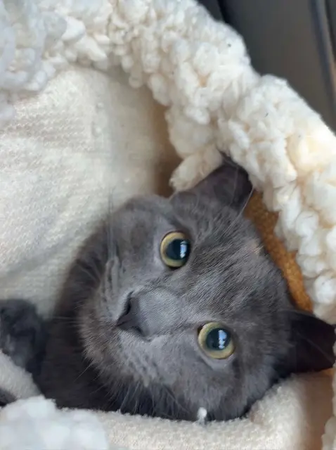 chat lost   77290 Mitry-Mory Sucette