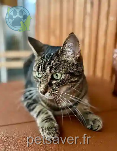 Chat Perdu 77 Seine-et-Marne - Sully Chat Perdu 77 Seine-et-Marne - Sully