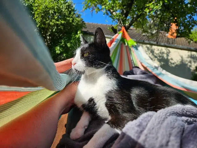 gato perdido 77690 La Genevraye Tagazok gato lost 77690 La Genevraye Tagazok