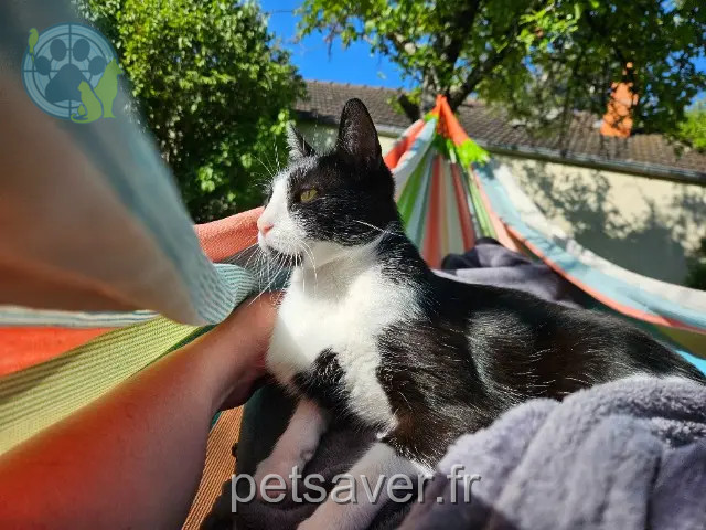 Kater vermisst 77690 La Genevraye Tagazok Kater lost 77690 La Genevraye Tagazok