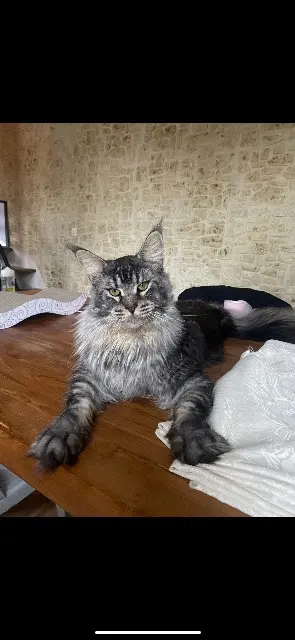 chat lost   77178 Saint-Pathus Taïko