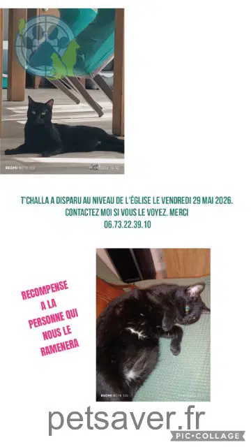 chat lost   77730 Citry Tchalla