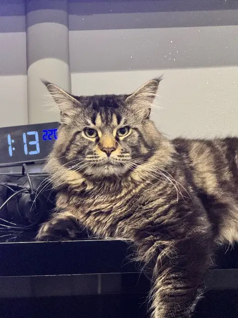 chat lost   77230 Dammartin-en-Goële Thor (totor)