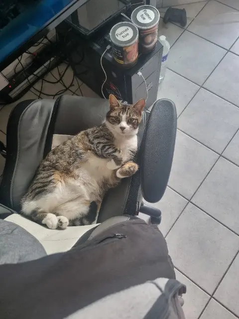 chat lost   77120 Coulommiers Thor
