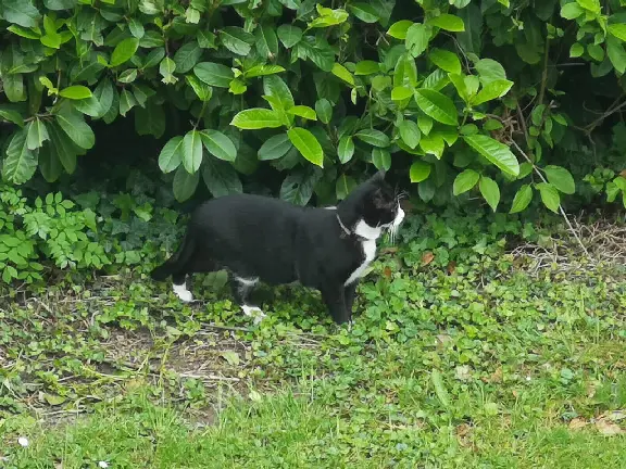 Chat Perdu 77 Seine-et-Marne - Tiboun Chat Perdu 77 Seine-et-Marne - Tiboun