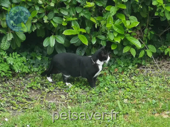 Chat Perdu 77 Seine-et-Marne - Tiboun Chat Perdu 77 Seine-et-Marne - Tiboun