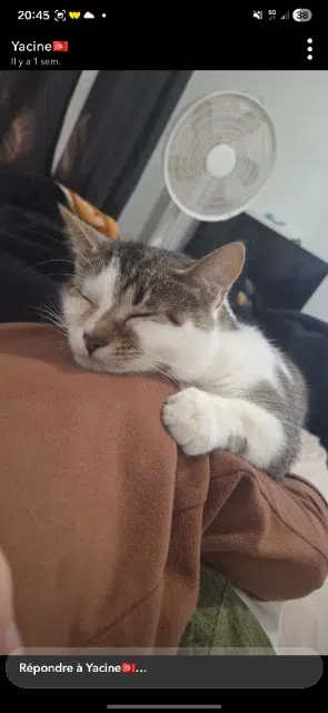 chat lost   77260 La Ferté-sous-Jouarre Tigrou