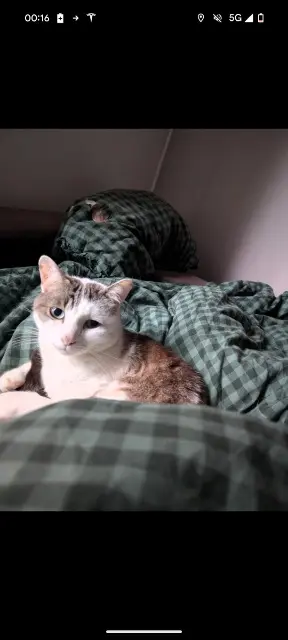 chat lost   77690 Montigny-sur-Loing Tigrou